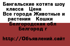 Бангальские котята шоу класса › Цена ­ 25 000 - Все города Животные и растения » Кошки   . Белгородская обл.,Белгород г.